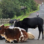 5 Thrilling Bike Rides in India - konkan-region