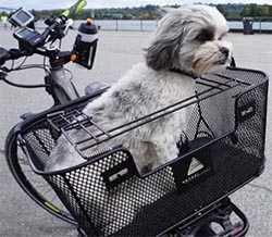 No. 5: Axiom Dog Basket - Front or Rear Mounted - Best Dog Baskets for Bikes