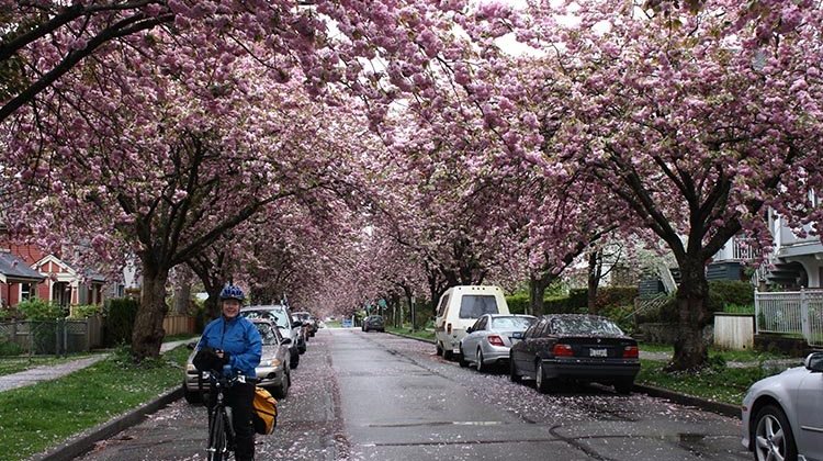 Mrs. Average Joe Cyclist (Maggie) and I really love being able to cycle in Vancouver. In spring, there is the added bonus of beautiful cherry blossoms. Amazing evolution of Vancouver cycling infrastructure