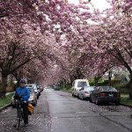 Mrs. Average Joe Cyclist (Maggie) and I really love being able to cycle in Vancouver. In spring, there is the added bonus of beautiful cherry blossoms. Amazing evolution of Vancouver cycling infrastructure