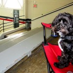 Billy enjoys participating in sports, and also watching sports (as long as someone he loves is competing). Here he watches our daughter Celena doing gymnastics