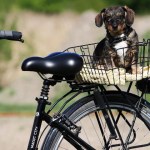 How to Gently Train Your Dog to Go On Bike Rides With You