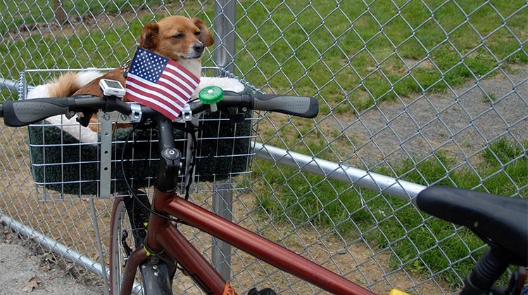 dog in bike on memorial day