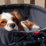 In the right pet basket, your dog will be safe, happy, and contented