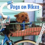 Pet bike basket