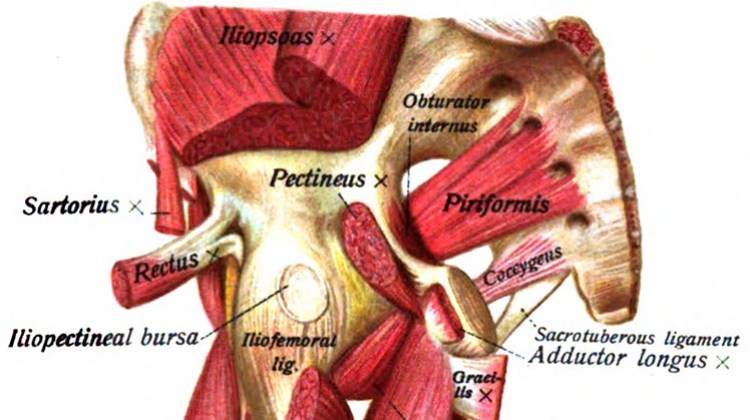 Piriformis muscle seen from the front header Piriformis muscle seen from the front header