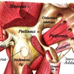 Piriformis muscle seen from the front header
